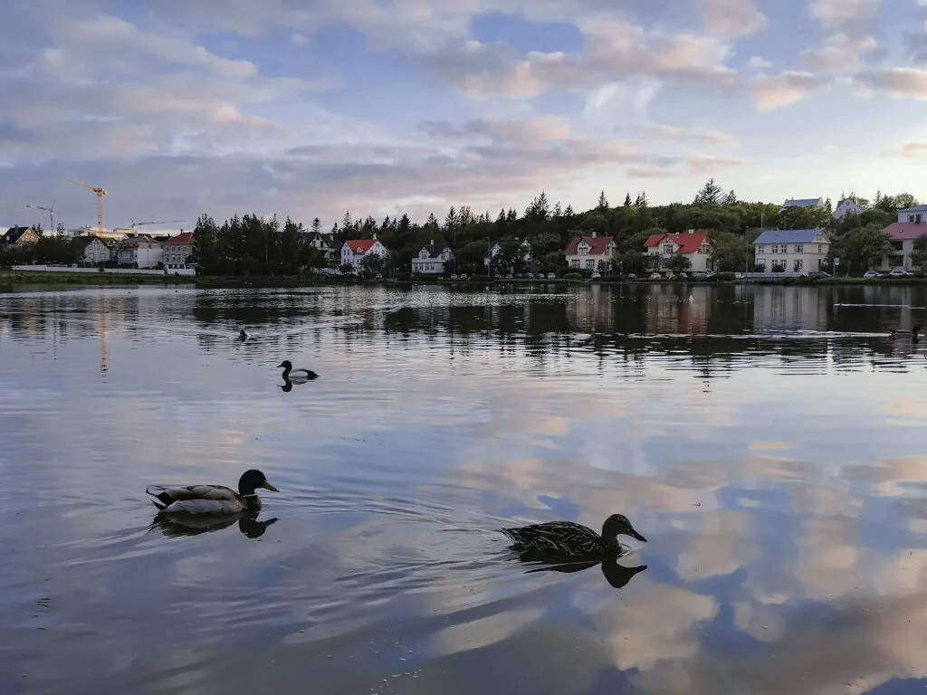 Canard dans le lac à l'entrée de Reykjavik à la golden hour en juin 2020