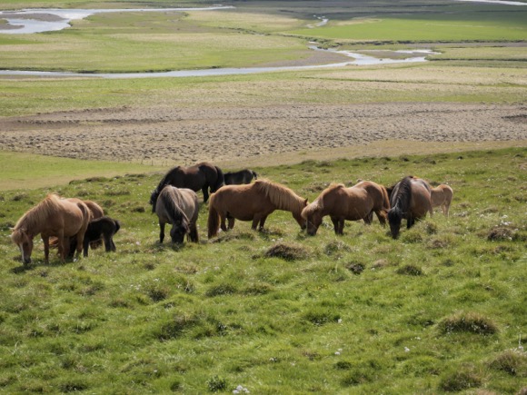 poneys islandais en liberté avec des poulains
Voyage en Islande juin 2020