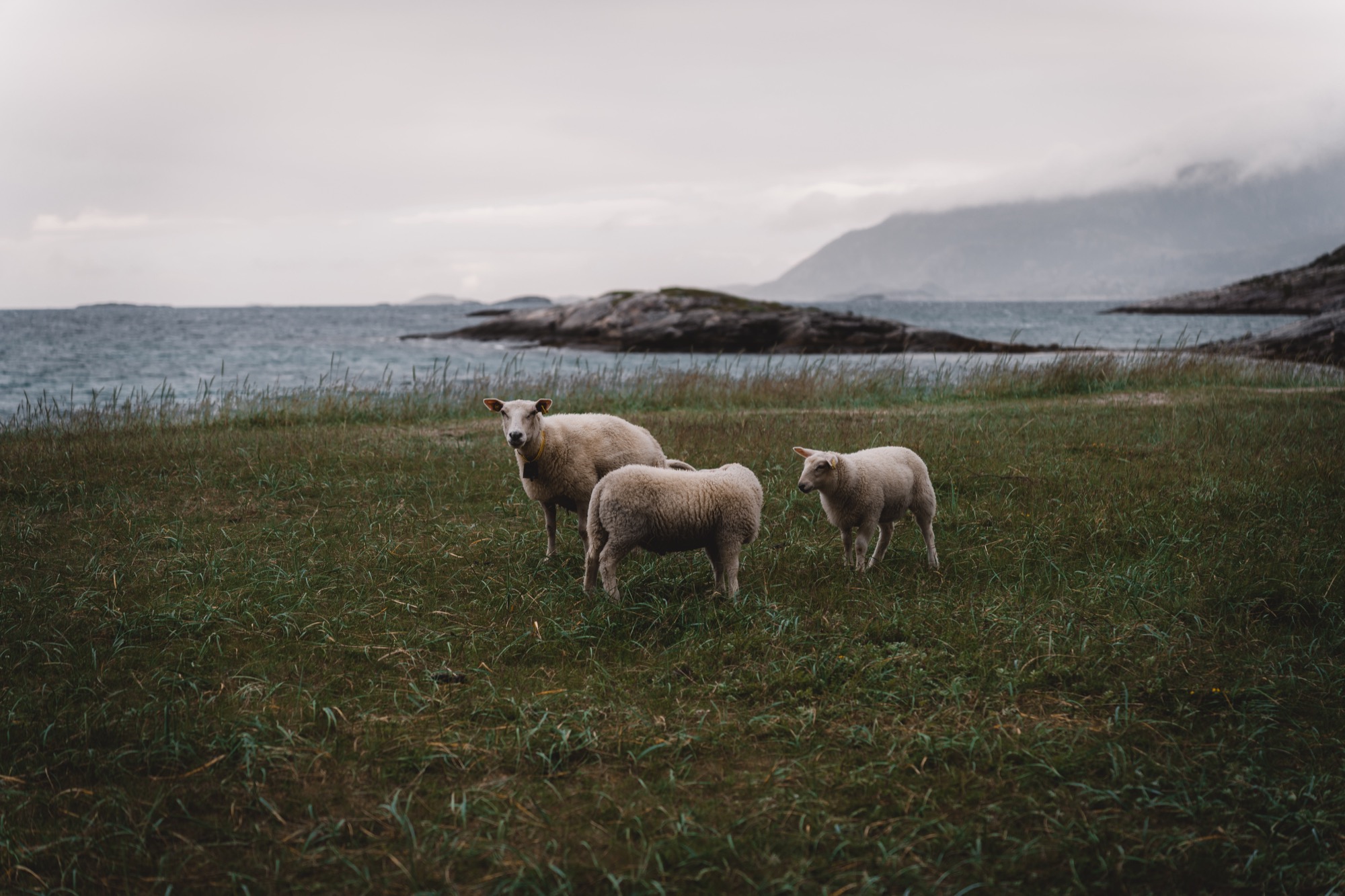 Moutons et agneaux norvège
Photo WildRosemarys